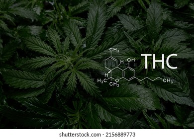 Tetrahydrocannabinol. Cannabis plant close up with chemical formula THC. 