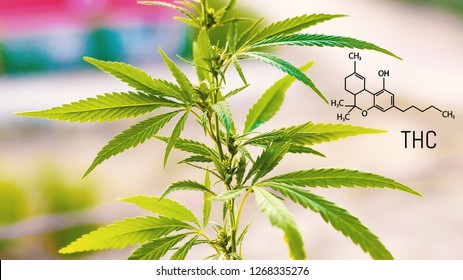 Tetrahydrocannabinol Chemical Formula Structural Model Thc Stock Photo ...