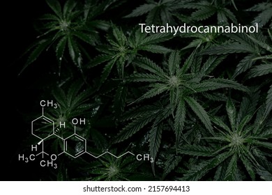 Tetrahydrocannabinol THC formula on black background with cannabis plant. Layout of fresh wet marijuana leaves, top view. 