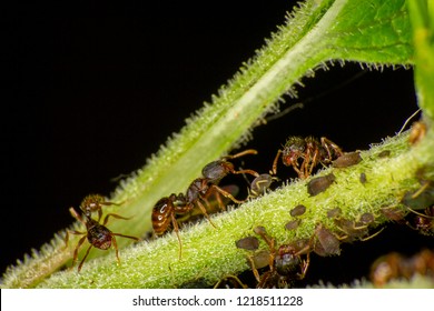 Tetramorium caespitum ants getting honeydew from aphids on a green plant in Montreal, Quebec, Canada.