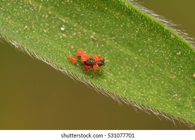 Tetranychus Cinnabarinus On Plant Wild Stock Photo 531077701 | Shutterstock