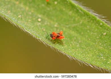 38 Tetranychus Cinnabarinus Images, Stock Photos & Vectors | Shutterstock