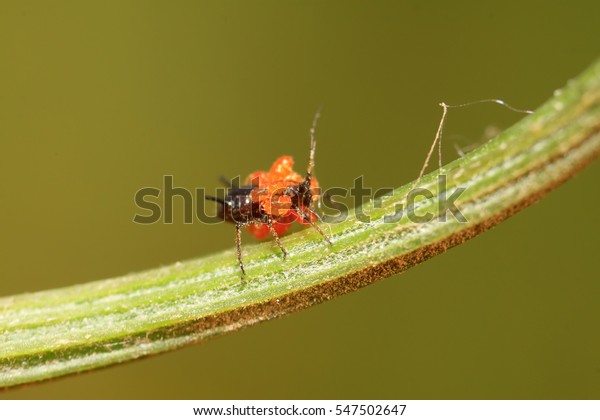 Tetranychus Cinnabarinus On Plant Wild Stock Photo 547502647 | Shutterstock