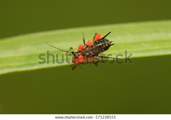 Tetranychus Cinnabarinus On Plant Wild Stock Photo 571238551 | Shutterstock