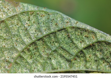 Tetranychus urticae (red spider mite or two-spotted spider mite) is a species of plant-feeding mite a pest of many plants. Damage on the bean leaves. - Shutterstock ID 2195547451