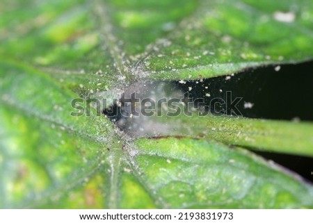 Tetranychus urticae (red spider mite or two-spotted spider mite) is a species of plant-feeding mite a pest of many plants. Damage on the bean leaves.