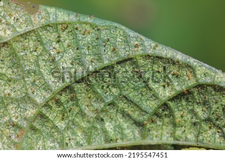 Tetranychus urticae (red spider mite or two-spotted spider mite) is a species of plant-feeding mite a pest of many plants. Damage on the bean leaves.