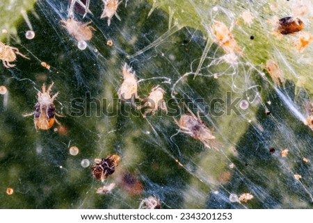 Tetranychus urticae ( red spider mite or two-spotted spider mite) is a species of plant-feeding mite. It is a pest.  It can feed vegetables. The picture shows a pest on a cucumber leaf.