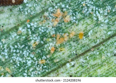Tetranychus urticae Tetranychidae (ácaro rojo o ácaro de araña de dos manchas) es una especie de ácaro de alimentación vegetal una plaga de muchas plantas. En una hoja de cebada.