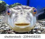 Tetraodon Mbu Puffer Fish in aquarium