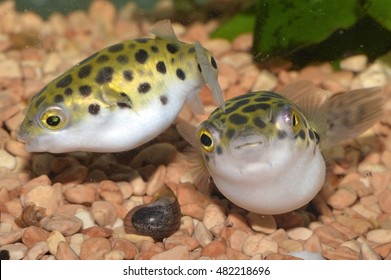 freshwater puffer types