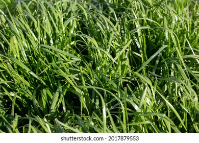 Tetraploid Italian Ryegrass used in a farm pasture plan, Canterbury, New Zealand