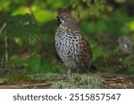 Tetrastes bonasia, the hazel grouse, sometimes called the hazel hen, is one of the smaller members of the grouse family of birds.