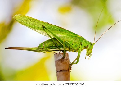 Premium Photo  Green bush-cricket long horned grasshopper on brown branch.