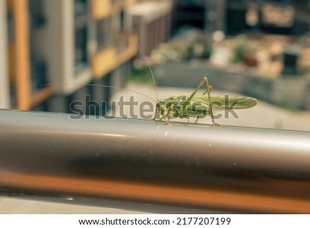 Tettigonia viridissima. Great green bush-cricket in the city. Quality image for your project