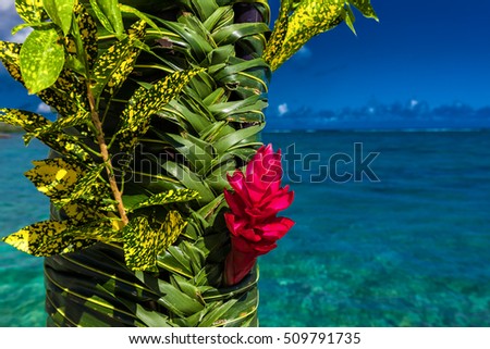 Teuila Red Flower Used Wedding Decoration Royalty Free