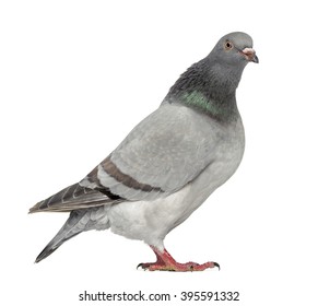 Texan Pioneer Pigeon Walking Isolated On Stock Photo (Edit Now) 395591293