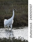 Texas adult wading whooping crane