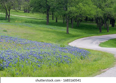 Texas Backroads With Bluebonnets In Ellis County