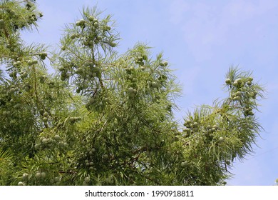 Bald Cypress Texas High Res Stock Images Shutterstock