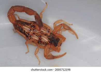 Baby Scorpion High Res Stock Images Shutterstock