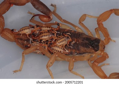 Centruroides Images Photos Et Images Vectorielles De Stock Shutterstock