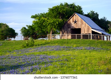 A Texas Barn In A Meadow Of Bluebonnets