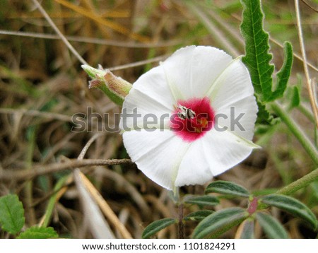 Texas bindweed ( Convolvulus equitans )