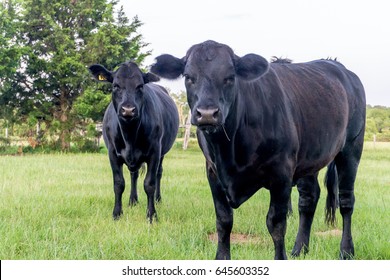 Texas Black Cows