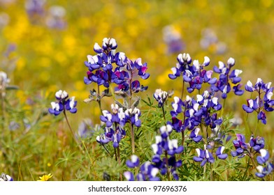 Texas Blue Bonnet