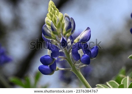 Texas blue bonnet flower - spring time