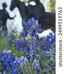 Texas Blue Bonnets with horse statue background