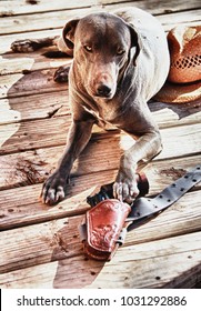 Texas Blue Lacy Dog Reaching For A Pistol On A Rustic Porch