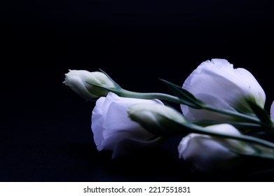 Texas Bluebells On Dark Background