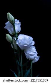 Texas Bluebells On Dark Background