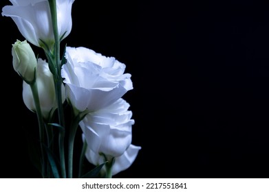 Texas Bluebells On Dark Background