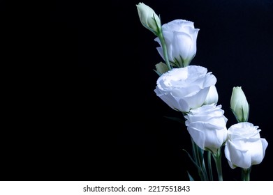 Texas Bluebells On Dark Background