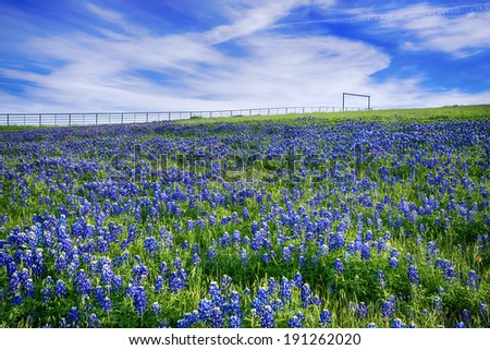 Texas Bluebonnet field blooming in the spring, bright blue sky with white clouds