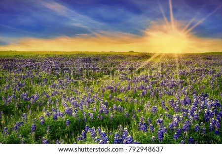 Texas Bluebonnet field blooming in the spring at sunset