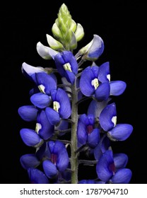 Texas Bluebonnet: Lupinus Texensis; Texas State Flower