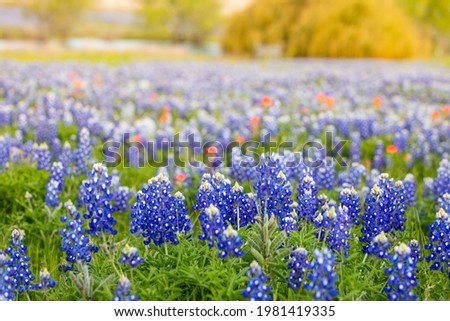 Texas bluebonnet and paintbrush field in the Hill country