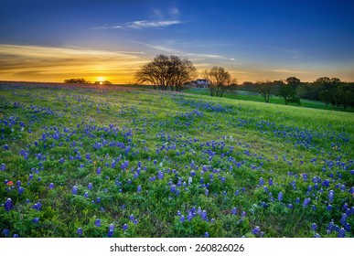 Texas Bluebonnet Spring Wildflower Field At Sunrise