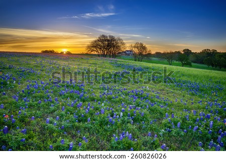 Texas bluebonnet spring wildflower field at sunrise