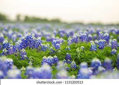 Texas Bluebonnet Wildflowers