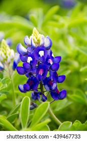 Texas Bluebonnets