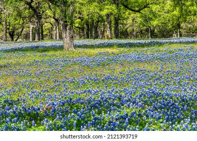 Texas bluebonnets in Hill Country