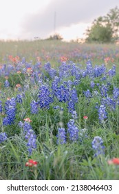 Texas bluebonnets in the hill country near Brenham
