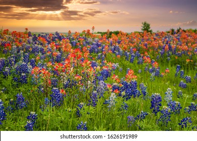 Texas bluebonnets and Indian Paintbrush wildflower field blooming in the spring at sunset