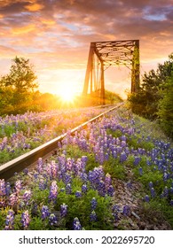 Texas bluebonnets on railway track