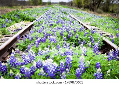 Texas Bluebonnets In The Spring 